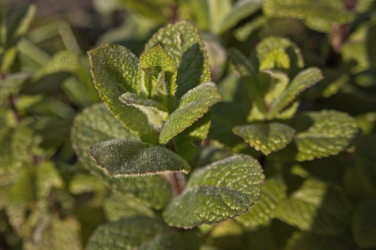 The Ultimate Guide to Cooking with Fresh Herbs